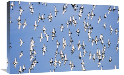 Global Gallery GCS-398227-2030-142 20 x 30 in. Black-Tailed Godwit Flo