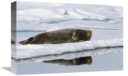 Global Gallery GCS-452713-1218-142 12 x 18 in. Bearded Seal on Ice Flo