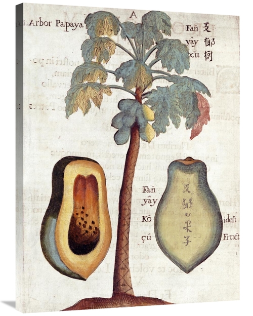 Global Gallery GCS-267767-36-142 36 in. Papaya Tree Art Print - Michae