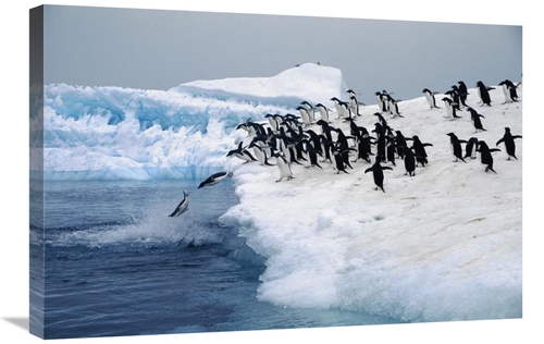 Global Gallery GCS-453441-2030-142 20 x 30 in. Adelie Penguins Leaping