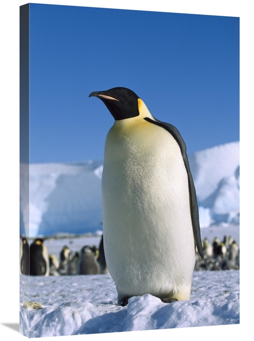 Global Gallery GCS-452326-2030-142 20 x 30 in. Emperor Penguin Portrai