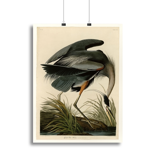 Great blue Heron by Audubon Canvas Print or Poster