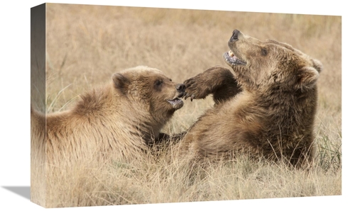 Global Gallery GCS-395447-1218-142 12 x 18 in. Grizzly Bear Mother & C