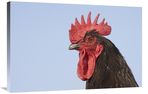 Global Gallery GCS-397520-2436-142 24 x 36 in. Domestic Chicken - Clos