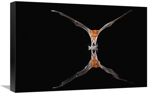 Global Gallery GCS-398565-1624-142 16 x 24 in. Greater Bulldog Bat Fis