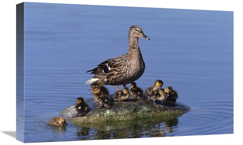 Global Gallery GCS-452276-1624-142 16 x 24 in. Mallard Duck with Chick