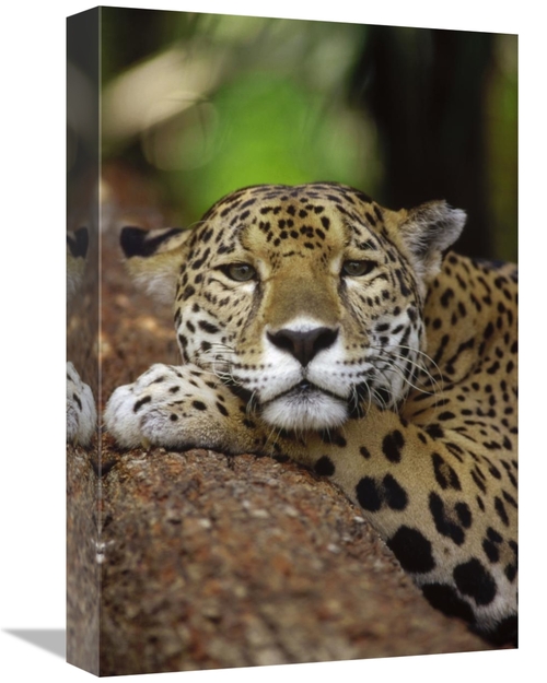 Global Gallery GCS-452758-1218-142 12 x 18 in. Jaguar Portrait, Be