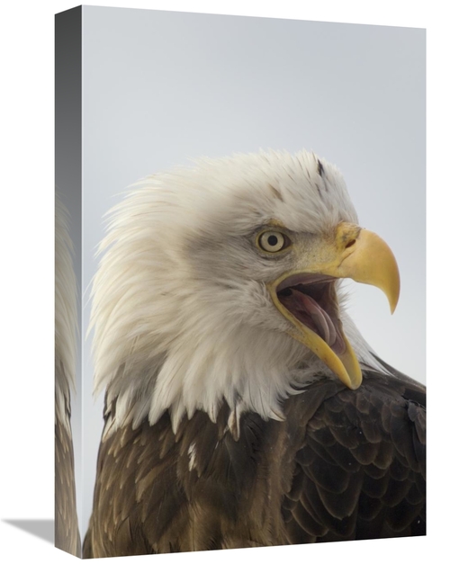 Global Gallery GCS-451932-1218-142 12 x 18 in. Bald Eagle Calling,