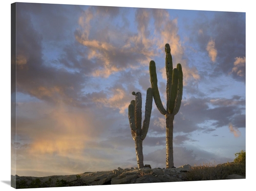Global Gallery GCS-396081-3040-142 30 x 40 in. Saguaro Cacti, Cabo