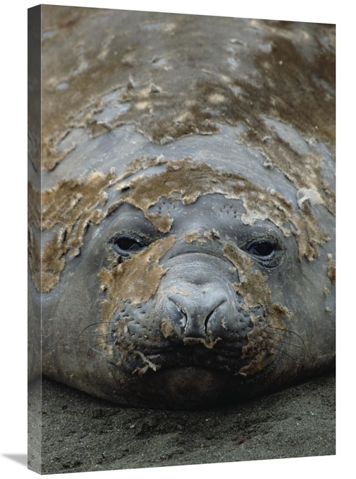 Global Gallery GCS-452452-2030-142 20 x 30 in. Southern Elephant Seal 