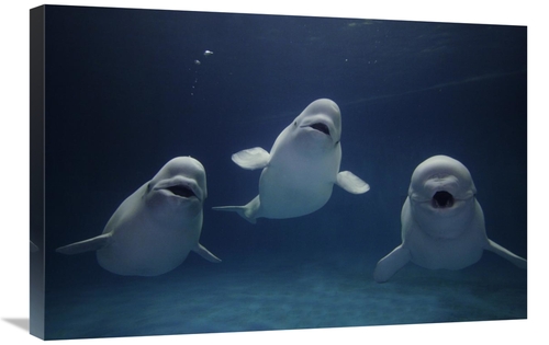 Global Gallery GCS-453586-2030-142 20 x 30 in. Beluga Whale Trio Calli