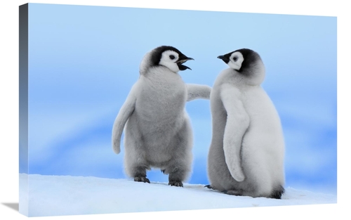 Global Gallery GCS-398275-2030-142 20 x 30 in. Emperor Penguin Pair&#4