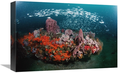 Global Gallery GCS-450953-1218-142 12 x 18 in. Coral & Schooling Fish&