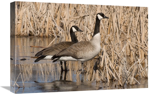 Global Gallery GCS-397414-1624-142 16 x 24 in. Canada Goose Pair in Fr