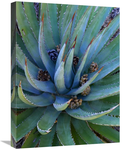 Global Gallery GCS-396181-1824-142 18 x 24 in. Agave Plants with Pine 