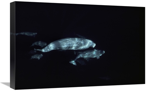 Global Gallery GCS-450639-1624-142 16 x 24 in. Beluga Group Underwater