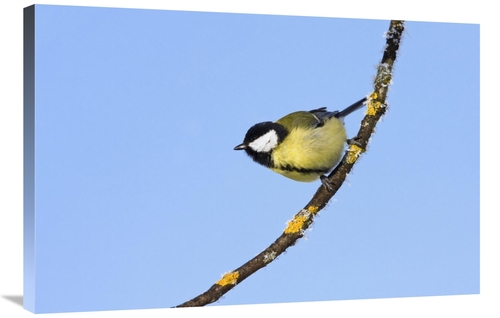 Global Gallery GCS-452716-2436-142 24 x 36 in. Great Tit in Winter,