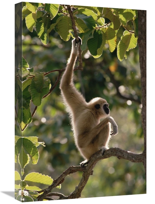 Global Gallery GCS-452823-1624-142 16 x 24 in. White-Handed Gibbon in 