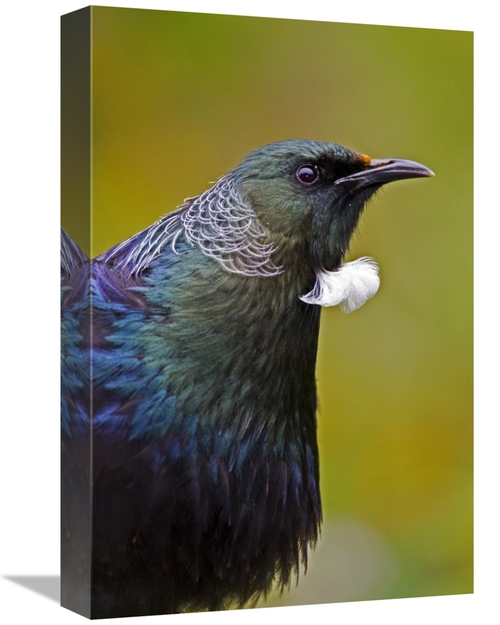 Global Gallery GCS-397488-1218-142 12 x 18 in. Tui, Karori Wildlif