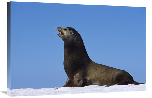 Global Gallery GCS-451837-2436-142 24 x 36 in. Galapagos Sea Lion Male