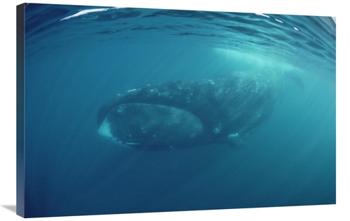 Global Gallery GCS-450612-2436-142 24 x 36 in. Bowhead Whale Underwate