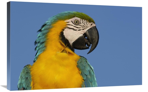 Global Gallery GCS-453227-2436-142 24 x 36 in. Blue & Yellow Macaw Por