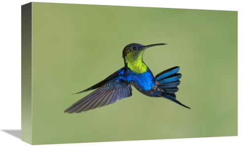 Global Gallery GCS-397384-1218-142 12 x 18 in. Violet-Crowned Woodnymp