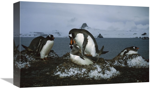 Global Gallery GCS-451715-1218-142 12 x 18 in. Gentoo Penguin Pair Mat