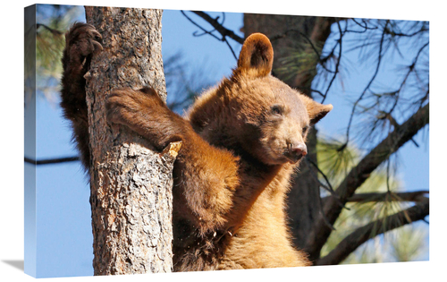 Global Gallery GCS-486432-30-142 30 in. The Lookout Art Print - Vic Sc