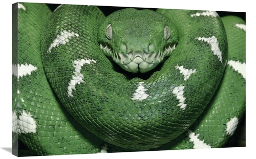 Global Gallery GCS-449626-2436-142 24 x 36 in. Special Color for Z-Gal