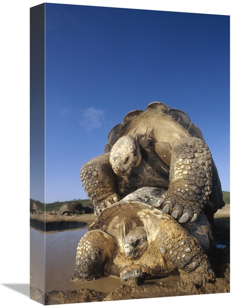 Global Gallery GCS-451374-1218-142 12 x 18 in. Galapagos Giant Tortois