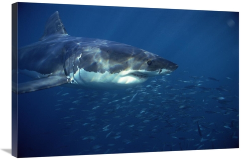 Global Gallery GCS-397969-2436-142 24 x 36 in. Great White Shark Swimm