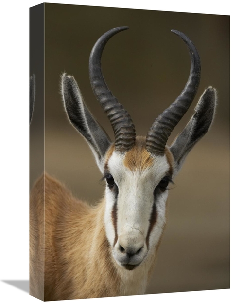 Global Gallery GCS-450905-1218-142 12 x 18 in. Springbok Portrait,