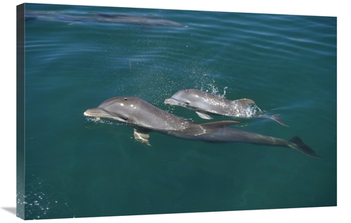 Global Gallery GCS-452431-2436-142 24 x 36 in. Bottlenose Dolphin with