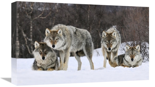 Global Gallery GCS-398259-22-142 22 in. Gray Wolf Group, Norway Ar