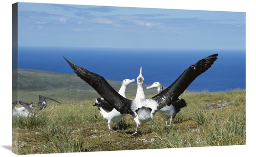 Global Gallery GCS-451604-2436-142 24 x 36 in. Antipodean Albatross Co