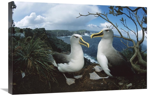 20 x 30 in. Bullers Albatrosses on Storm-Lashed Cliffs, Snares Isl