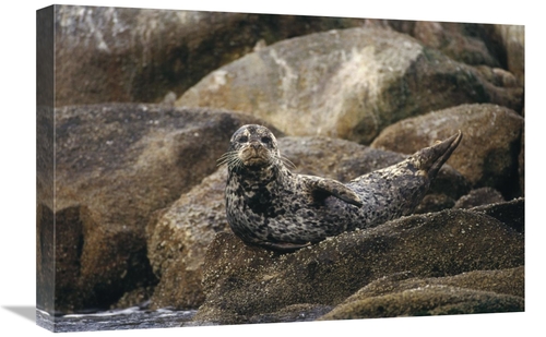 Global Gallery GCS-452723-1624-142 16 x 24 in. Harbor Seal Resting on 