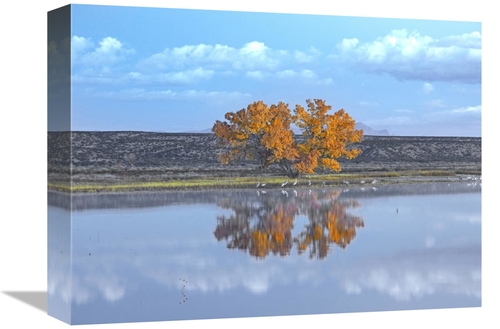 Global Gallery GCS-397115-1216-142 12 x 16 in. Cottonwood & Cranes&#44