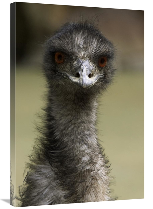 Global Gallery GCS-450893-2436-142 24 x 36 in. Emu Portrait, Nativ