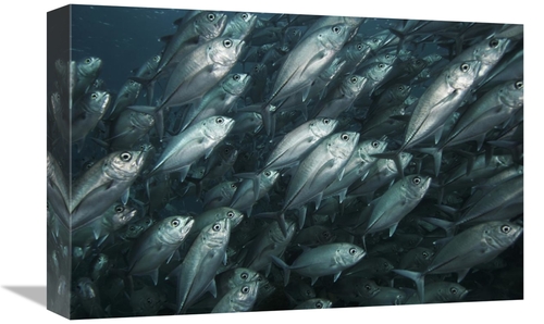 Global Gallery GCS-397729-1218-142 12 x 18 in. Bigeye Trevally School 
