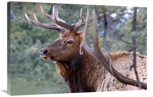 Global Gallery GCS-486443-36-142 36 in. Majestic Elk Art Print - Vic S