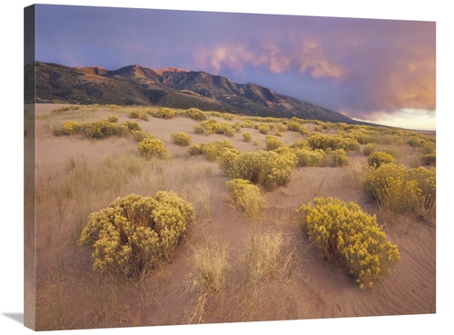 Global Gallery GCS-397130-2432-142 24 x 32 in. Sagewort on Sand Dune&#