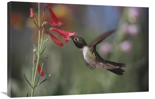 Global Gallery GCS-397063-2436-142 24 x 36 in. Broad-Tailed Hummingbir