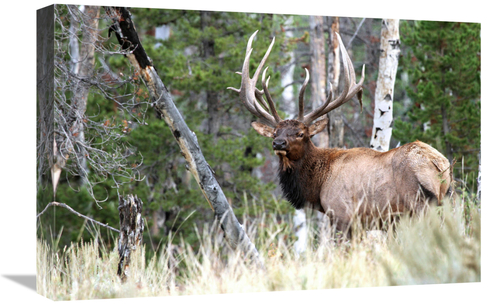 22 in. In to the Woods Art Print - Vic Schendel