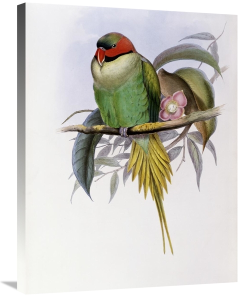 Global Gallery GCS-277745-30-142 30 in. Bonapartes Parakeet Art Print 