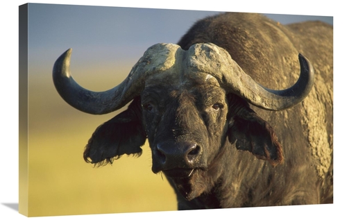 Global Gallery GCS-395977-2030-142 20 x 30 in. Cape Buffalo Portrait&#