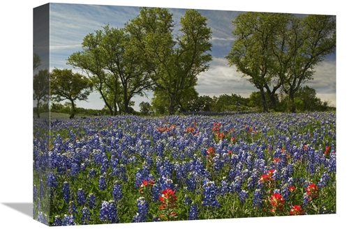 Global Gallery GCS-396755-1216-142 12 x 16 in. Sand Bluebonnets & Indi