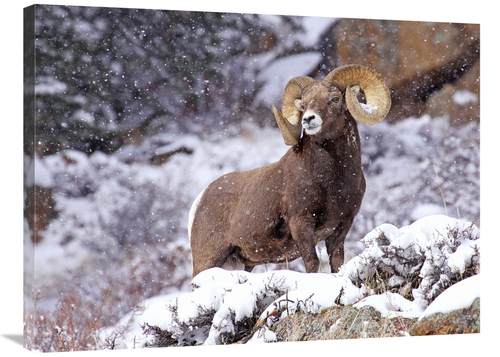 Global Gallery GCS-486641-36-142 36 in. Bighorn Ram in Winter Art Prin