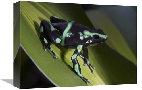 Global Gallery GCS-452252-1216-142 12 x 16 in. Green & Black Poison Da